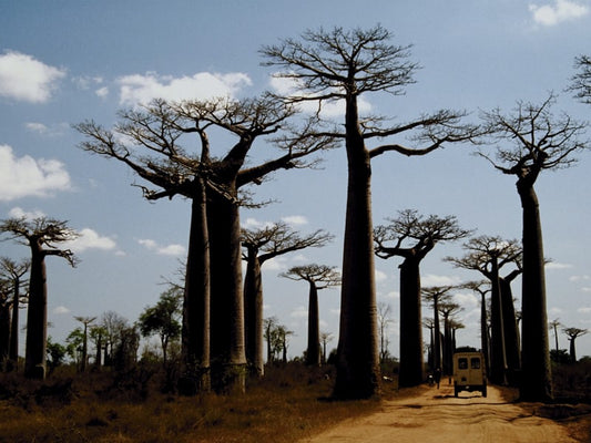 مدغشقر إسيم